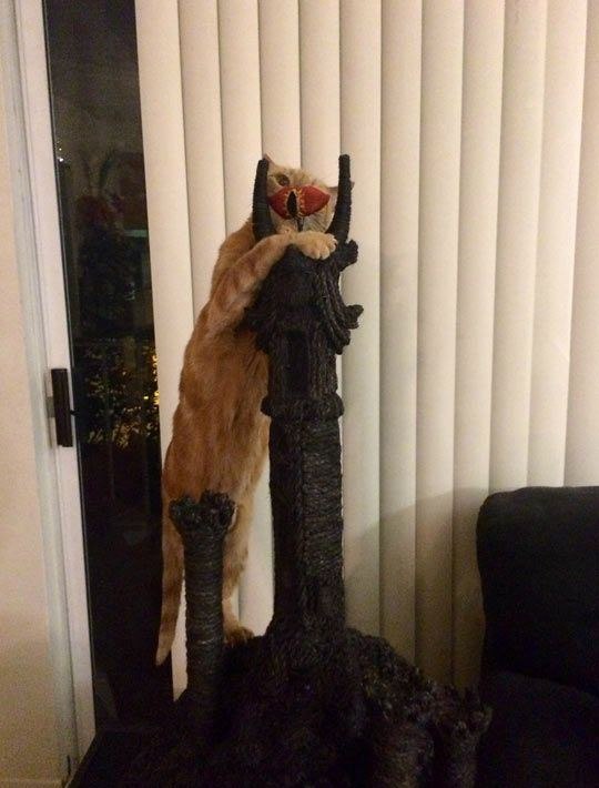 Коты и Кошки