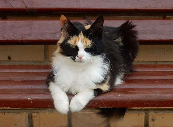 Коты и Кошки