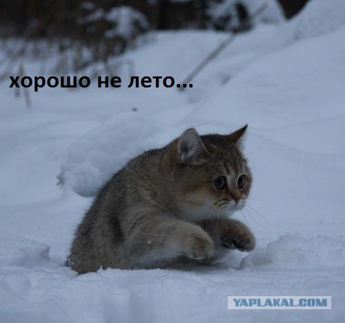 Про кота. Вертикального