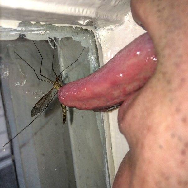 Скотсети и прочие интернеты 07.05.18