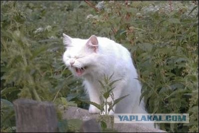 Котовторник на ЯПлакалъ (03.06), котята (31 шт)
