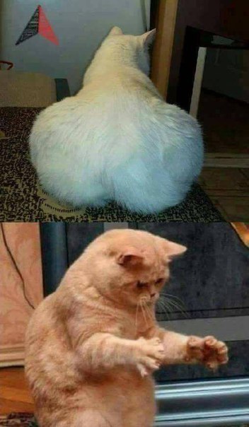 Немного милоты