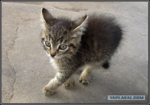 Котовторник на ЯПлакалъ