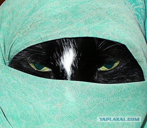 Котовторник на ЯПлакалъ: Кото и кто-то!