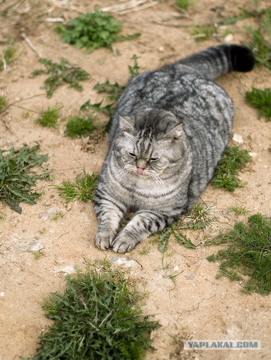 Котовторник (20.01)