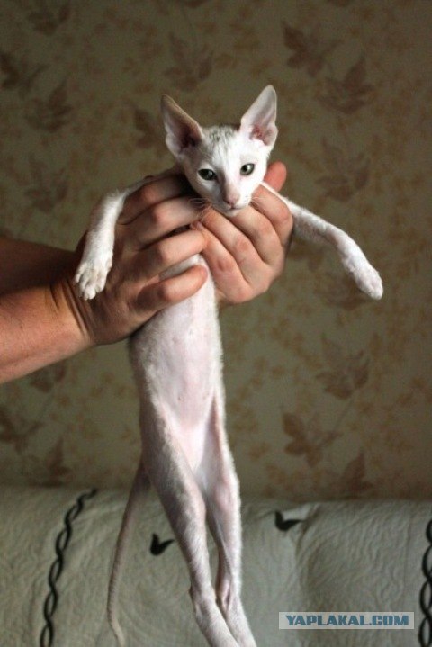 Последний Котовторник... октября :)