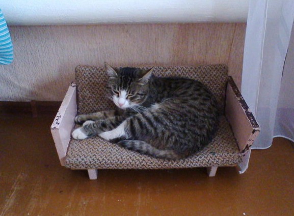 Прикольных котов пост