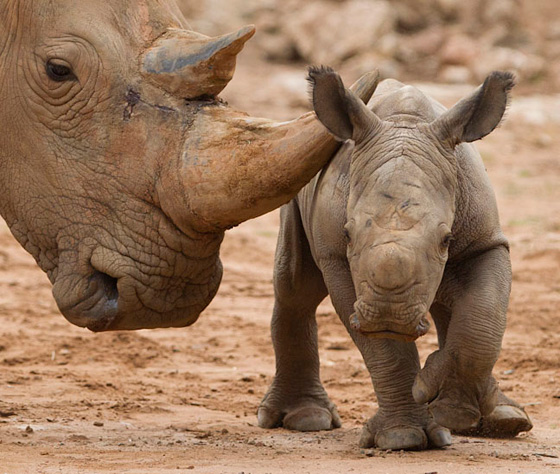 Носороговое счастье