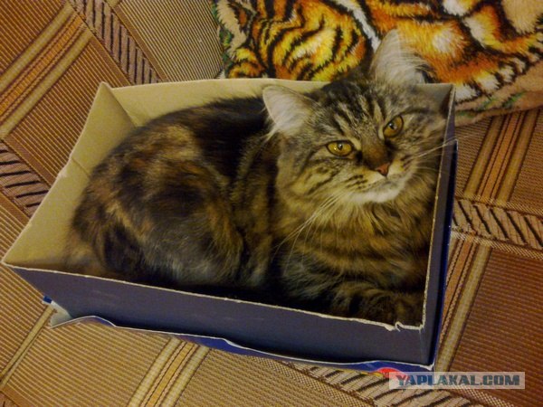 Котовторник с Кузей