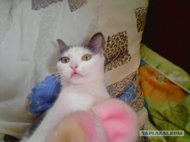 С котовторником !