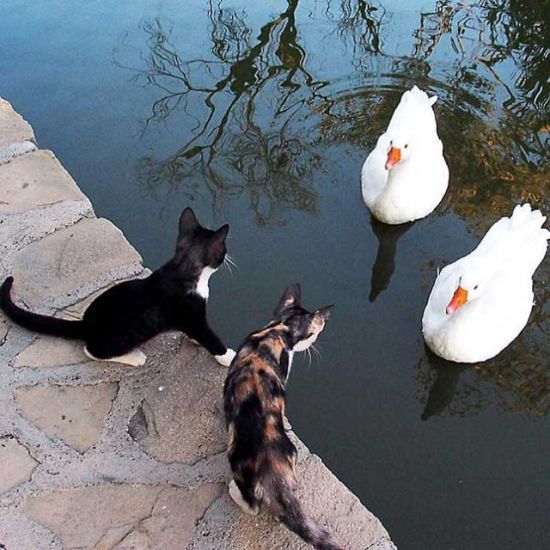 Котовторник!