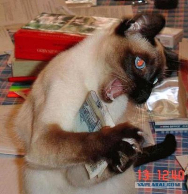 Котовторник (07.02.2012)