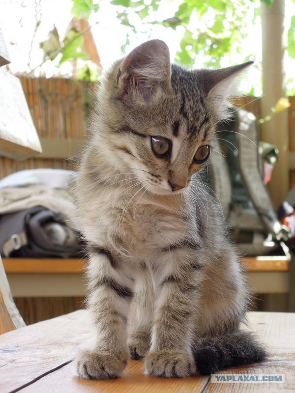 Котонянька и котовторник