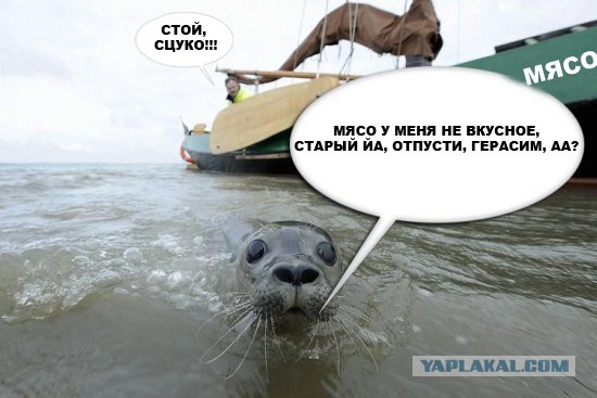 Фотожаба: Испуганый морской котик