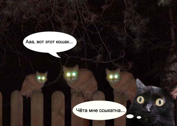 Киса хочет жабы