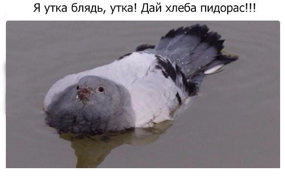 Юмор и прикольные картинки 04.12.2020