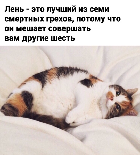 Картинки с надписями и котами