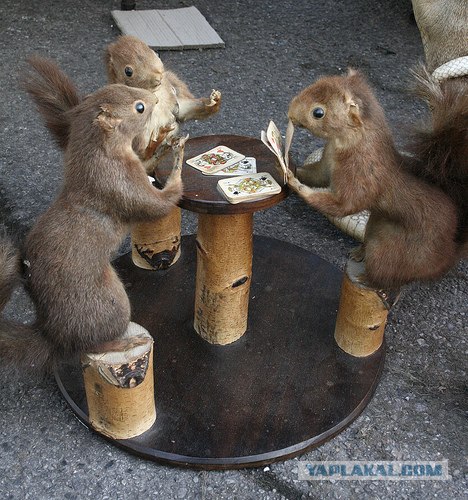 Кормушка для белок-космонавтов