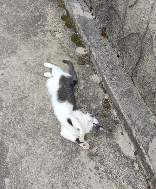 Котовторник (свои добавляем)
