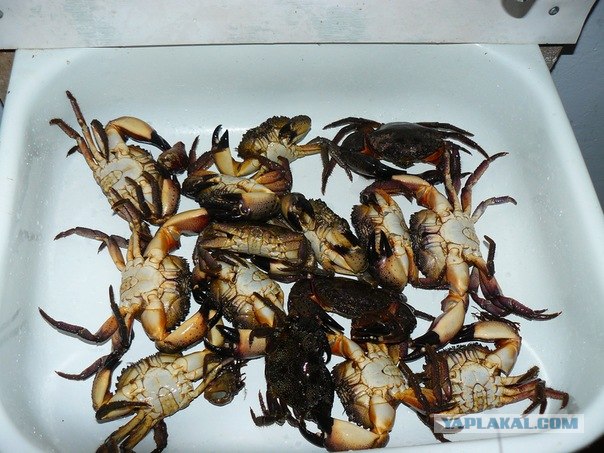 Летние красоты мыса Тарханкут