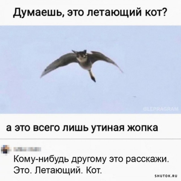 Коты, кругом одни коты ☺
