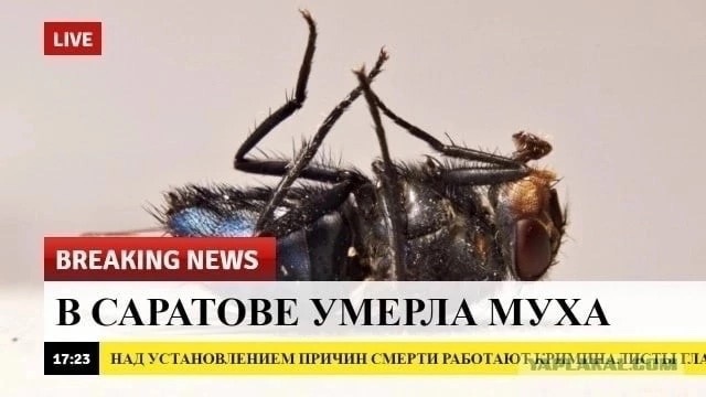 Не смог убить муху и решил провести научный эксперимент! Финал эксперимента . Выводы.