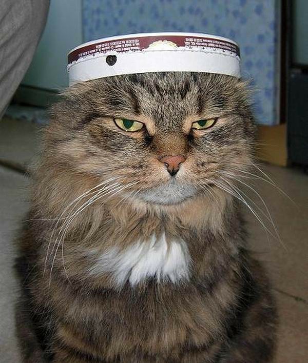 Котопаралич 1 степени