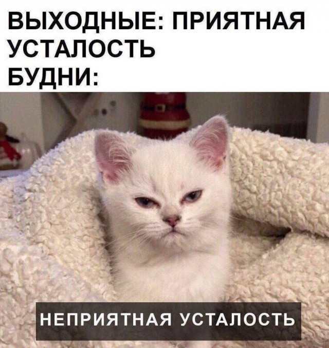 К котовторнику: подборка картинок-баянов с котиками и про котиков. Выпуск 9