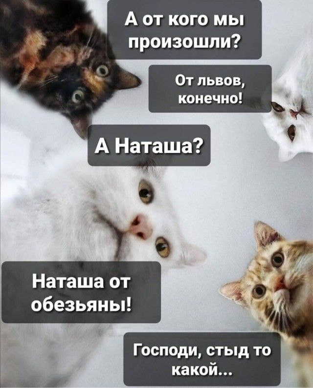 Подборка картинок-баянов с котиками и про котиков. Выпуск 29.