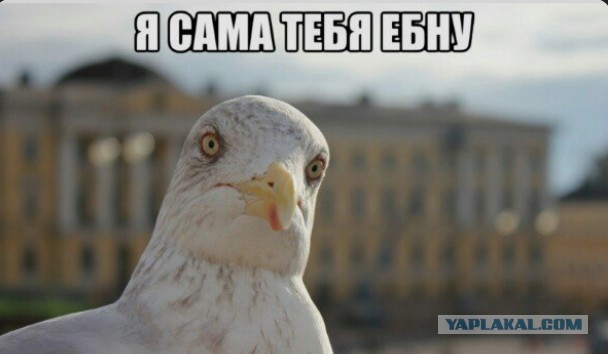 Чайка решила украсть еду не у того человека