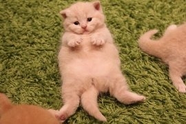 Котейка, который не знает как лежат котейки