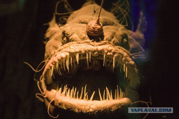 Правда об истинном вдохновителе событий в Украине