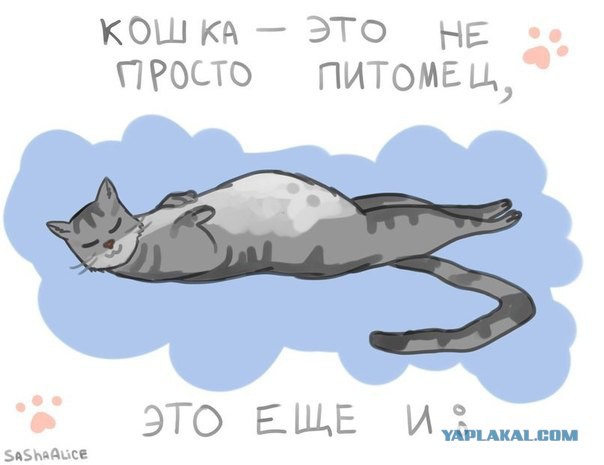 Когда есть кошка