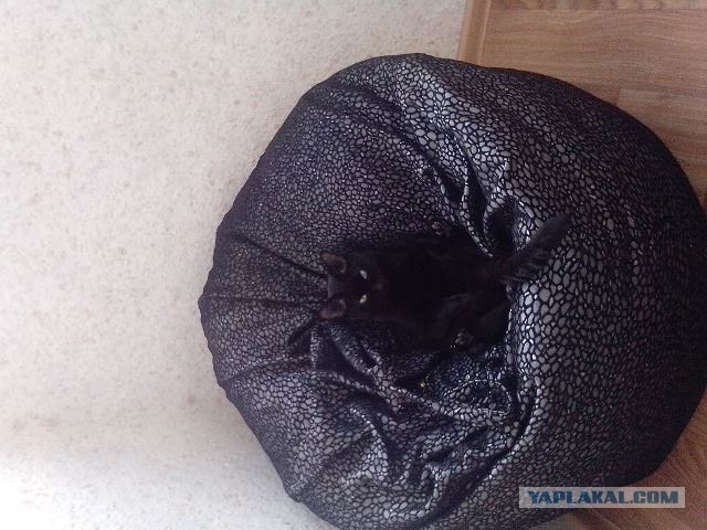 Котовторник 17.06.2014