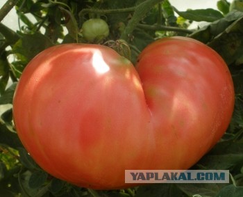 Польша назвала "репрессиями" запрет на ввоз овощей