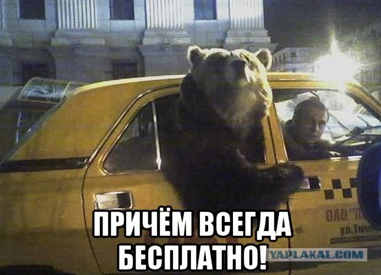 История медвежонка