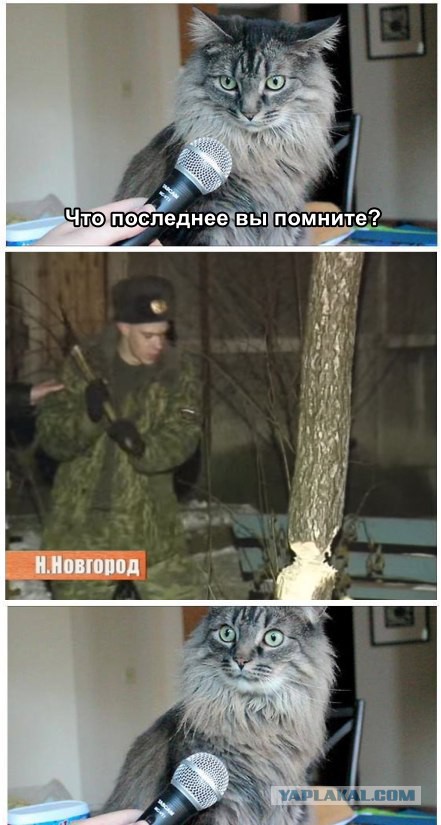 Спасение кота