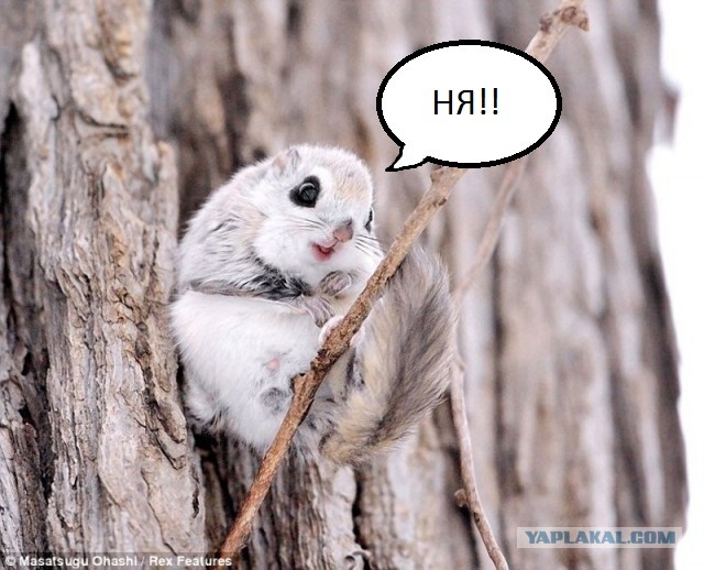 Сибирская белка-летяга