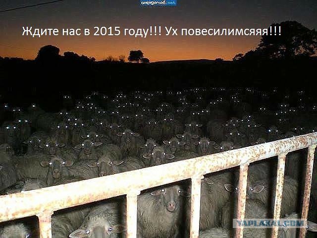 Весёлое из сети