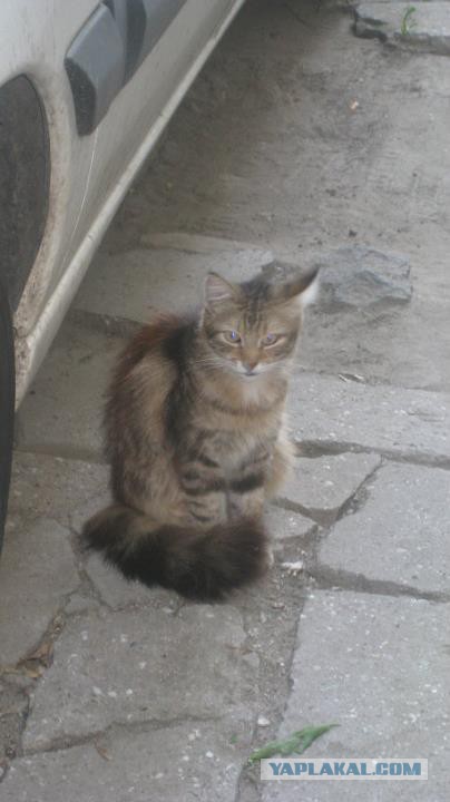 Котовторник 04.08.2015