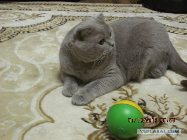 Котовторник 13.10.2015