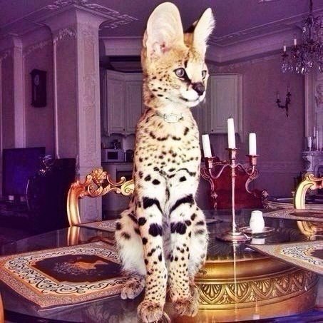 Подборка забавных картинок