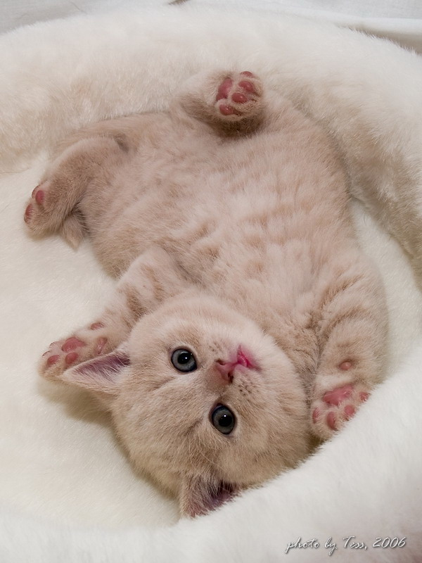 Коты, кошки, котята