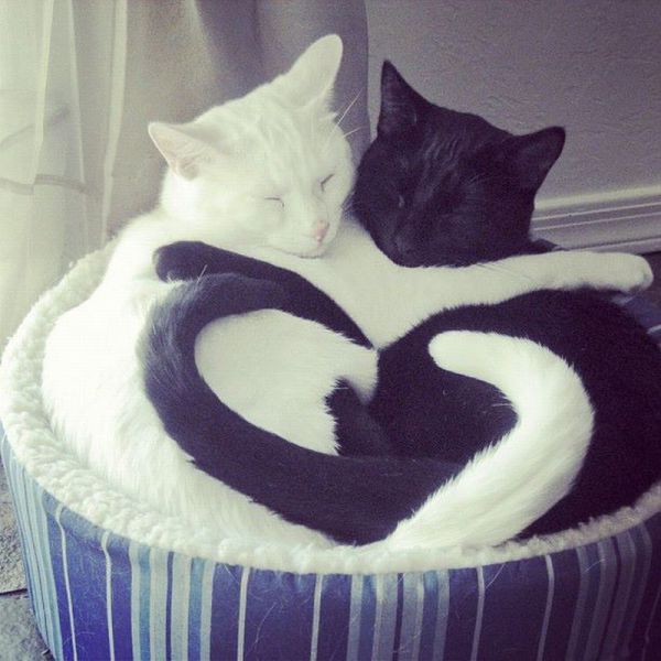 Демы к котовторнику!
