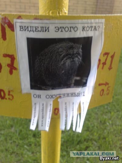 Юмор не для всех