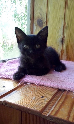 Котовторник 26.07 2016