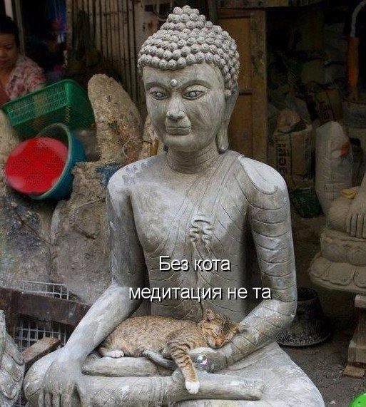 Коты из сети