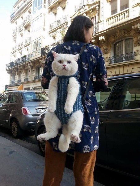 Коты из сети