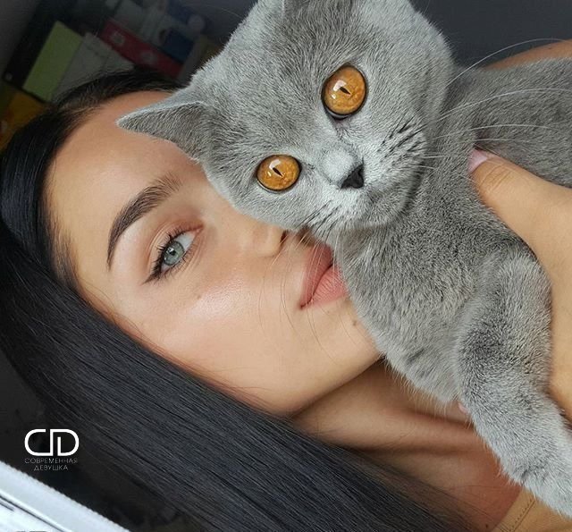 Коты из сети