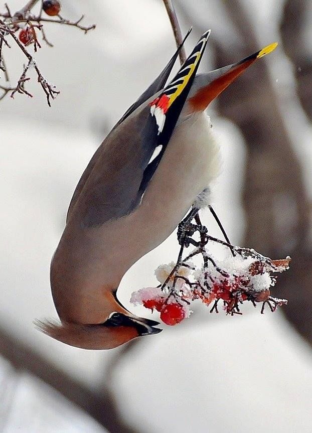 Самые смешные животные
